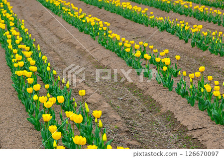 山中湖花城公園景觀 126670097