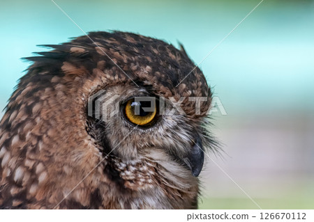 African Eagle Owl with bright yellow irises looking down African Eagle Owl with bright yellow irises looking down 126670112