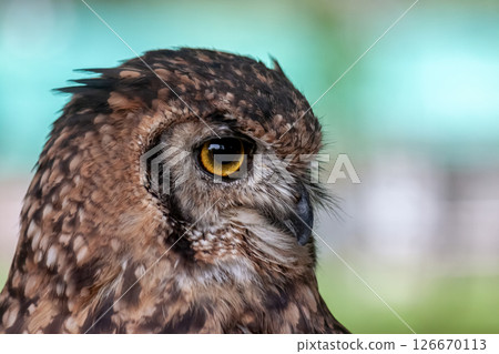African Eagle Owl with bright yellow irises looking down African Eagle Owl with bright yellow irises looking down 126670113