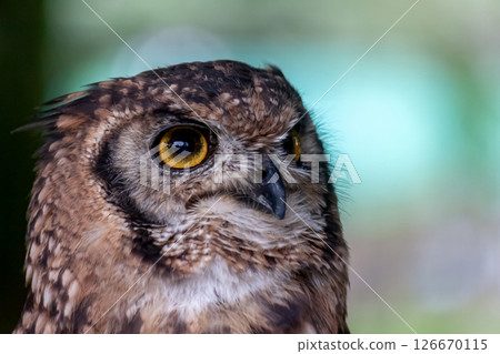 African Eagle Owl with bright yellow irises looking down African Eagle Owl with bright yellow irises looking down 126670115