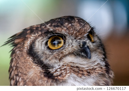 African Eagle Owl with bright yellow irises looking down African Eagle Owl with bright yellow irises looking down 126670117