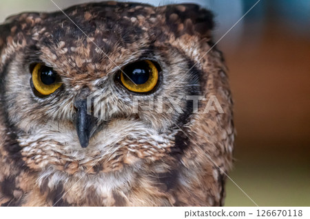 African Eagle Owl with bright yellow irises looking down African Eagle Owl with bright yellow irises looking down 126670118