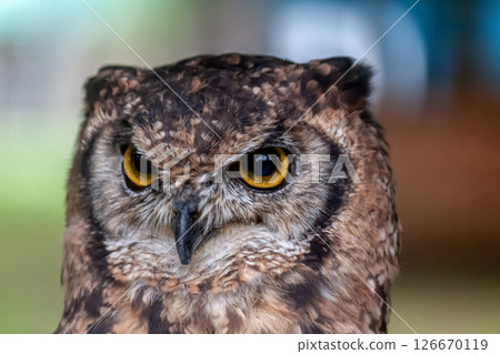非洲雕鴞的目光，有著明亮的黃色虹膜 126670119