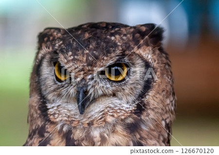 非洲雕鴞的目光,有著明亮的黃色虹膜 非洲雕鴞的目光,有著明亮的黃色虹膜 126670120