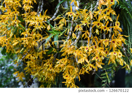 Dendrobium Chanthaboon Sunrise orchid with multiple bright yellow flowers, an exotic hybrid from the Orchidaceae family, known for tropical beauty. Dendrobium Chanthaboon Sunrise orchid with multiple bright yellow flowers, an exotic hybrid from the Orchidaceae family, known for tropical beauty. 126670122