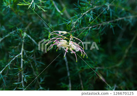 White Grevillea bloom with soft pink stamens in close-up, showcasing intricate floral structures and natural beauty in outdoor garden setting. White Grevillea bloom with soft pink stamens in close-up, showcasing intricate floral structures and natural beauty in outdoor garden setting. 126670125