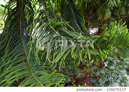 Close-up of Araucaria heterophylla (Norfolk Island Pine) branch with lush green needles, Singapore. Tropical conifer details in natural sunlight Close-up of Araucaria heterophylla (Norfolk Island Pine) branch with lush green needles, Singapore. Tropical conifer details in natural sunlight 126670137