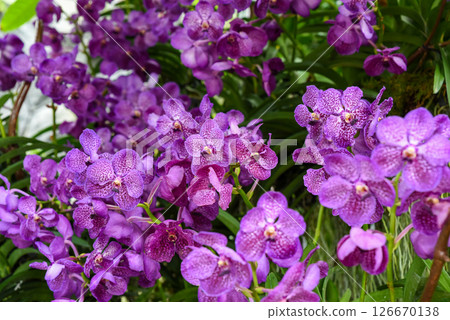 Horizontal close-up of vibrant violet and lilac Vanda orchids in bloom, showing rich petal textures. Ideal for floral background or greeting card design. Horizontal close-up of vibrant violet and lilac Vanda orchids in bloom, showing rich petal textures. Ideal for floral background or greeting card design. 126670138