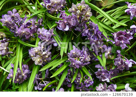 Horizontal photo of Vandachostylis Guardant orchid in full bloom, capturing deep violet tones and fine textures of this rare hybrid tropical flower. 126670139