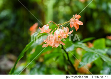 Begonia heracleifolia Orange with coral orange flowers and deeply lobed green leaves. Bright tropical plant blooming in closeup. 126670145