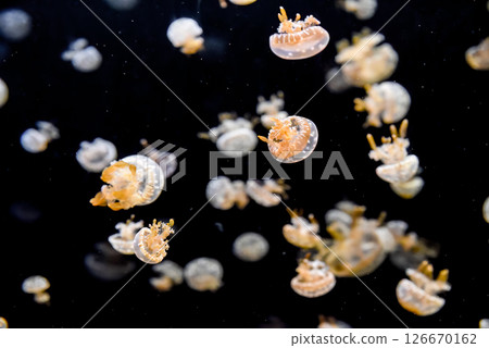 Spotted jellyfish with orange arms drift through dark sea. Their translucent bells shimmer in the calm water. 126670162
