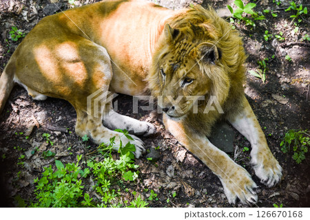 Male liliger lying and looking sideways in Primorsky Krai Russian Far East natural habitat. A rare hybrid of lion and tiger with a visible mane. 126670168