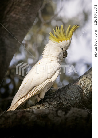Sulphur-crested cockatoo Sulphur-crested cockatoo 126670172