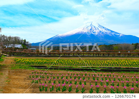山中湖花城公園景觀 山中湖花城公園景觀 126670174