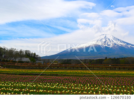 山中湖花城公園景觀 山中湖花城公園景觀 126670180
