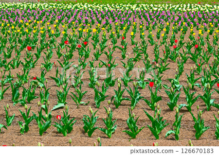 Lake Yamanaka Flower City Park view Lake Yamanaka Flower City Park view 126670183