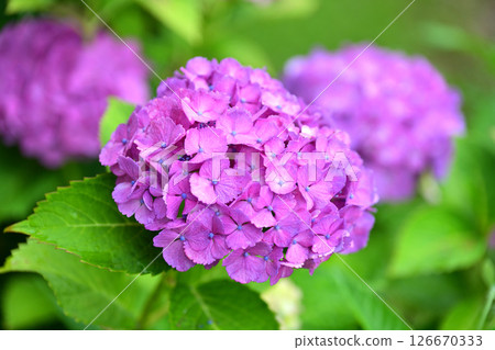 繡球花(帶有雨滴,適合雨季) 繡球花(帶有雨滴,適合雨季) 126670333