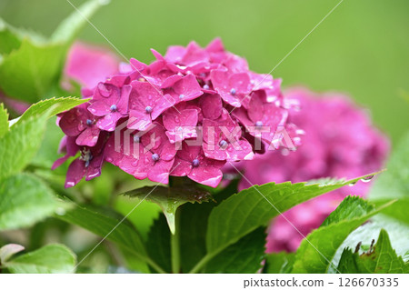 Hydrangea (with raindrops, perfect for the rainy season) 126670335