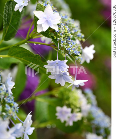 繡球花（帶有雨滴，適合雨季） 126670336
