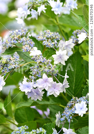 繡球花（帶有雨滴，適合雨季） 126670346