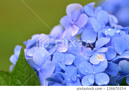繡球花(帶有雨滴,適合雨季) 繡球花(帶有雨滴,適合雨季) 126670354