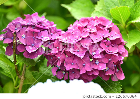 繡球花（帶有雨滴，適合雨季） 126670364