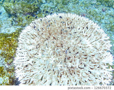 Beautiful bleached table coral and cute young blue tang fish, Hirizohama Nakagi Minamiizu Town Izu Peninsula Shizuoka Prefecture 2024 126670372