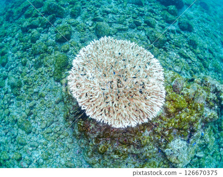 Beautiful bleached table coral and cute young blue tang fish, Hirizohama Nakagi Minamiizu Town Izu Peninsula Shizuoka Prefecture 2024 Beautiful bleached table coral and cute young blue tang fish, Hirizohama Nakagi Minamiizu Town Izu Peninsula Shizuoka Prefecture 2024 126670375