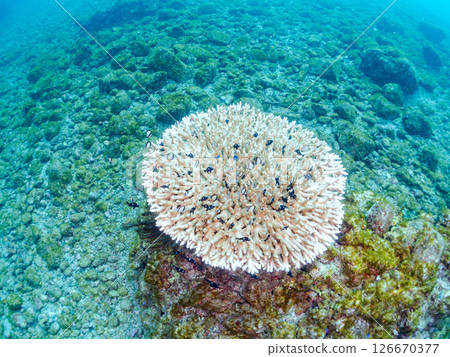 Beautiful bleached table coral and cute young blue tang fish, Hirizohama Nakagi Minamiizu Town Izu Peninsula Shizuoka Prefecture 2024 Beautiful bleached table coral and cute young blue tang fish, Hirizohama Nakagi Minamiizu Town Izu Peninsula Shizuoka Prefecture 2024 126670377