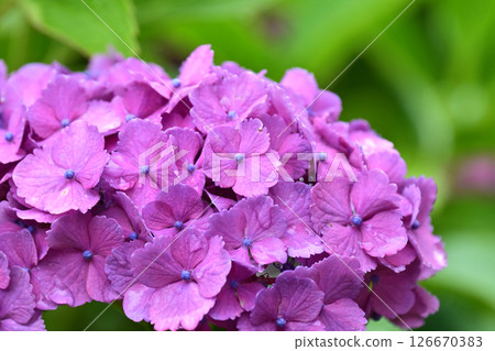 Hydrangea (with raindrops, perfect for the rainy season) 126670383
