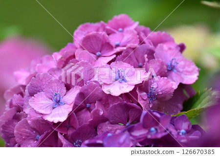 繡球花（帶有雨滴，適合雨季） 126670385