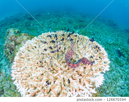 Beautiful bleached table coral and cute young blue tang fish, Hirizohama Nakagi Minamiizu Town Izu Peninsula Shizuoka Prefecture 2024 126670394