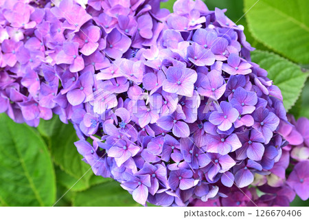 繡球花（帶有雨滴，適合雨季） 126670406