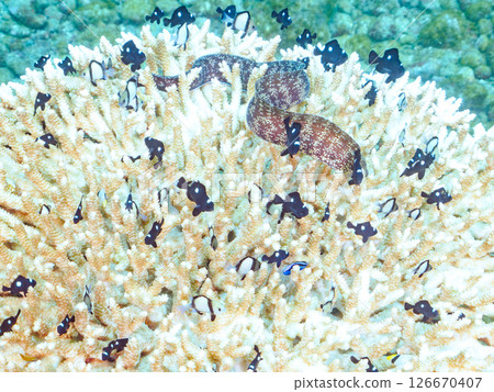 Beautiful bleached table coral and cute young blue tang fish, Hirizohama Nakagi Minamiizu Town Izu Peninsula Shizuoka Prefecture 2024 126670407