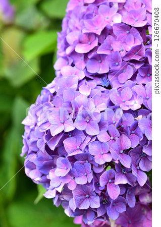 繡球花(帶有雨滴,適合雨季) 繡球花(帶有雨滴,適合雨季) 126670408