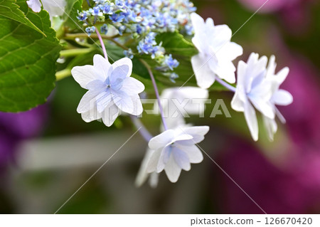 繡球花(帶有雨滴,適合雨季) 繡球花(帶有雨滴,適合雨季) 126670420