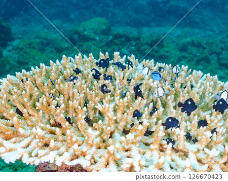 美麗的漂白桌珊瑚和可愛的藍刺尾魚幼魚，伊豆半島靜岡縣南伊豆町中城廣島 2024 126670423
