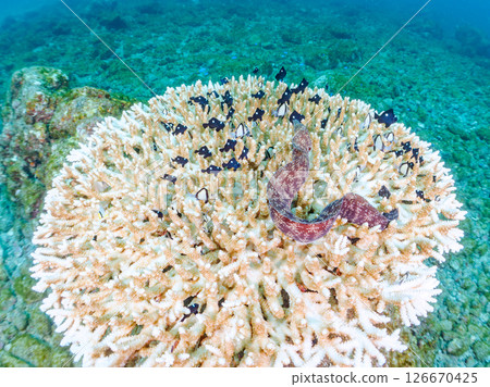 Beautiful bleached table coral and cute young blue tang fish, Hirizohama Nakagi Minamiizu Town Izu Peninsula Shizuoka Prefecture 2024 126670425