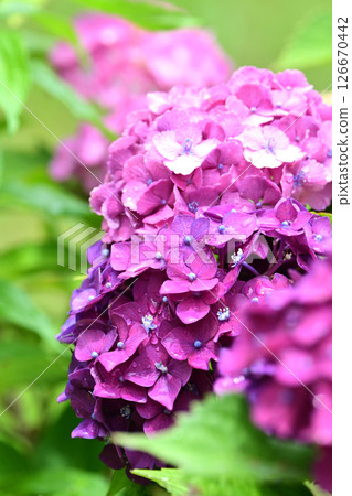 Hydrangea (with raindrops, perfect for the rainy season) 126670442