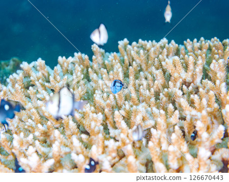 Beautiful bleached table coral and cute young blue tang fish, Hirizohama Nakagi Minamiizu Town Izu Peninsula Shizuoka Prefecture 2024 126670443