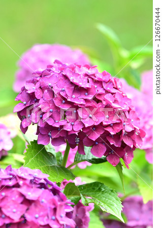 繡球花(帶有雨滴,適合雨季) 繡球花(帶有雨滴,適合雨季) 126670444