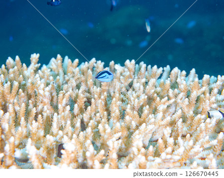 Beautiful bleached table coral and cute young blue tang fish, Hirizohama Nakagi Minamiizu Town Izu Peninsula Shizuoka Prefecture 2024 126670445