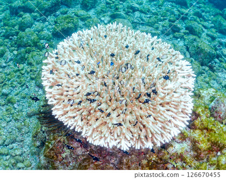 Beautiful bleached table coral and cute young blue tang fish, Hirizohama Nakagi Minamiizu Town Izu Peninsula Shizuoka Prefecture 2024 126670455