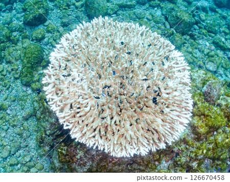 美麗的漂白桌珊瑚和可愛的藍刺尾魚幼魚，伊豆半島靜岡縣南伊豆町中城廣島 2024 126670458