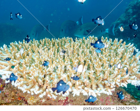 Beautiful bleached table coral and cute young blue tang fish, Hirizohama Nakagi Minamiizu Town Izu Peninsula Shizuoka Prefecture 2024 126670470
