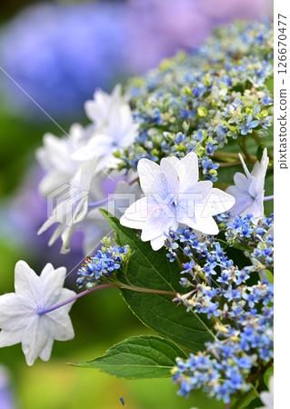Hydrangea (with raindrops, perfect for the rainy season) 126670477