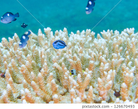 Beautiful bleached table coral and cute young blue tang fish, Hirizohama Nakagi Minamiizu Town Izu Peninsula Shizuoka Prefecture 2024 Beautiful bleached table coral and cute young blue tang fish, Hirizohama Nakagi Minamiizu Town Izu Peninsula Shizuoka Prefecture 2024 126670493