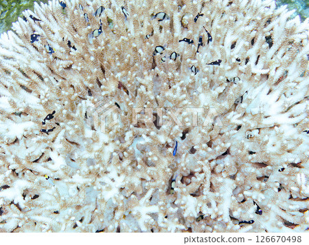 Beautiful bleached table coral and cute young blue tang fish, Hirizohama Nakagi Minamiizu Town Izu Peninsula Shizuoka Prefecture 2024 Beautiful bleached table coral and cute young blue tang fish, Hirizohama Nakagi Minamiizu Town Izu Peninsula Shizuoka Prefecture 2024 126670498