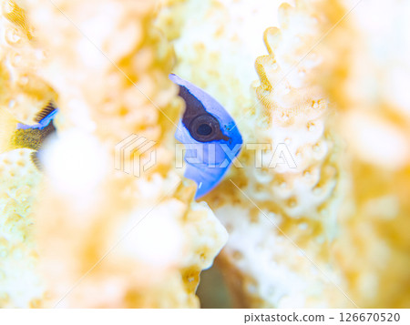Beautiful bleached table coral and cute young blue tang fish, Hirizohama Nakagi Minamiizu Town Izu Peninsula Shizuoka Prefecture 2024 126670520