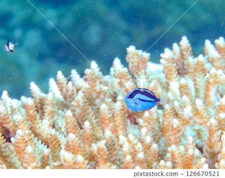 Beautiful bleached table coral and cute young blue tang fish, Hirizohama Nakagi Minamiizu Town Izu Peninsula Shizuoka Prefecture 2024 126670521